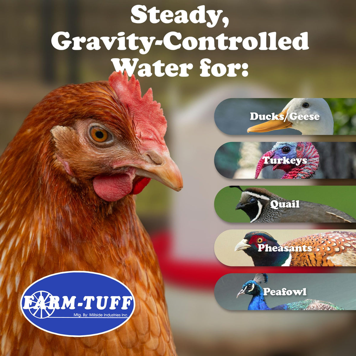 5 Gallon Plastic Poultry Waterer P920